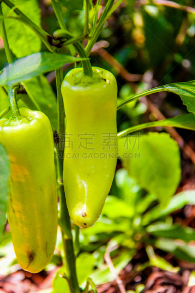 hungarian wax辣椒,垂直画幅,菜园,无人,椒类食物,2015年,户外,蔬菜,食品,摄影
