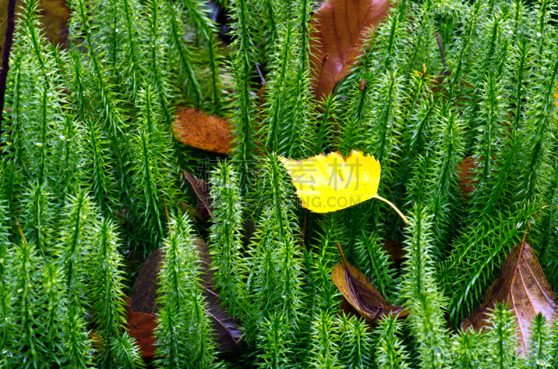 夏天,石松科,力量,自然,水平画幅,无人,苔藓,乌克兰,户外,卡帕锡安山脉