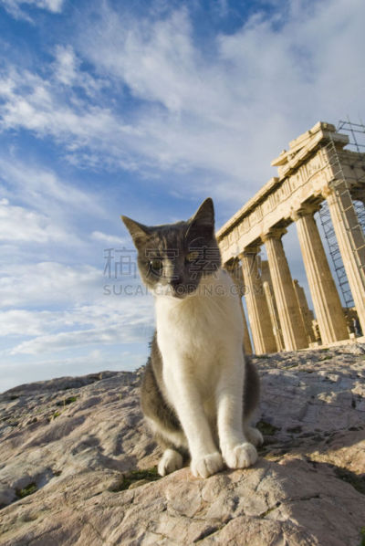 巴特农神庙,前面,猫,多利安式,科林斯式,雅典卫城,国际著名景点,过去,希腊,猫科动物