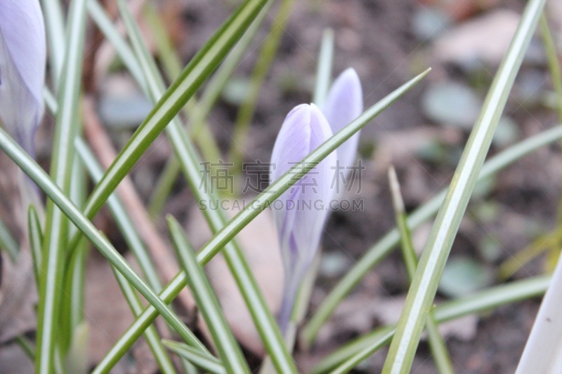 雪花莲,番红花属,春天,蓝色,数字1,草,3到4个月,植物,铃,晴朗