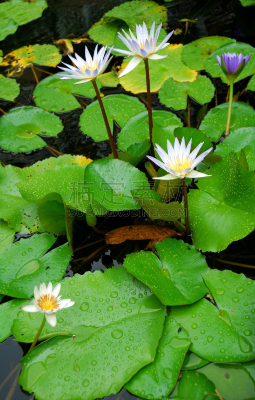 睡莲,自然,垂直画幅,无人,蓝色,夏天,户外,湖,特写,反射