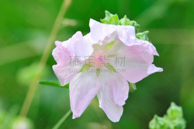 Altea medicinal, or Altea apothecary (lat. Althaéa officinális) is a perennial herb, a species of the Althea genus of the Malvaceae family. Althaea officinalis, or marsh-mallow.