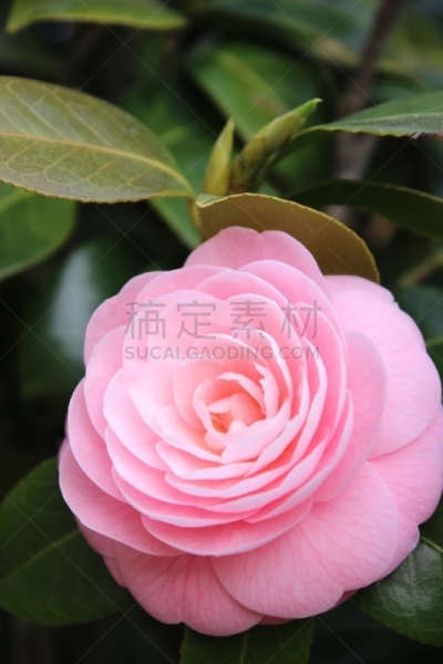 茶花,粉色,重瓣花,垂直画幅,美,公园,无人,户外,特写,仅一朵花