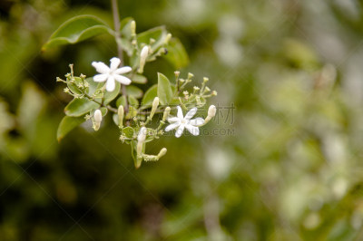 白色,星形,茉莉,芳香的,组物体,自然,水平画幅,绿色,无人,香水