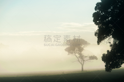 雾,水平画幅,无人,桉树,自然地理,偏远的,户外,拥挤的,田地,植物
