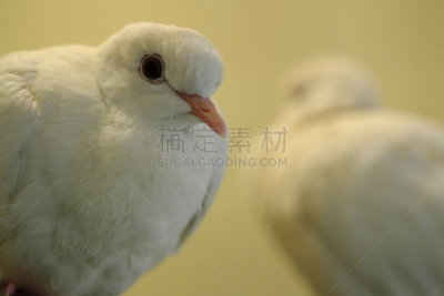 白色,斑鸠,自然,野生动物,泰国,图像,美,海龟,动物,鸟类
