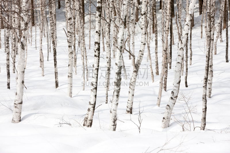 森林,白桦,自然,水平画幅,地形,雪,无人,户外,平昌郡,秃树