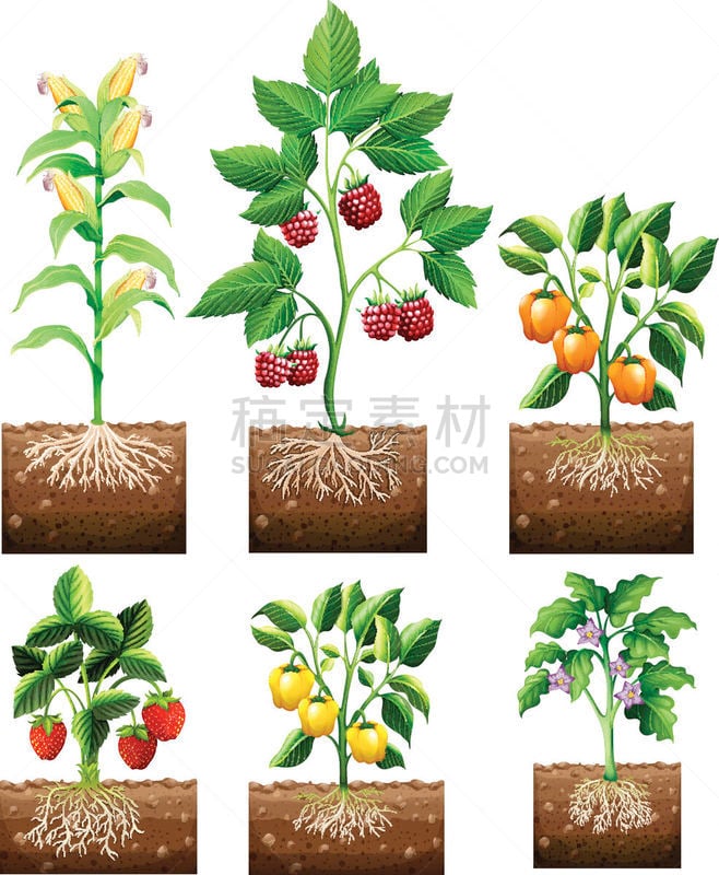 植物,与众不同,菜园,根部,玉米,草莓,泥土,水果,蔬菜,背景分离