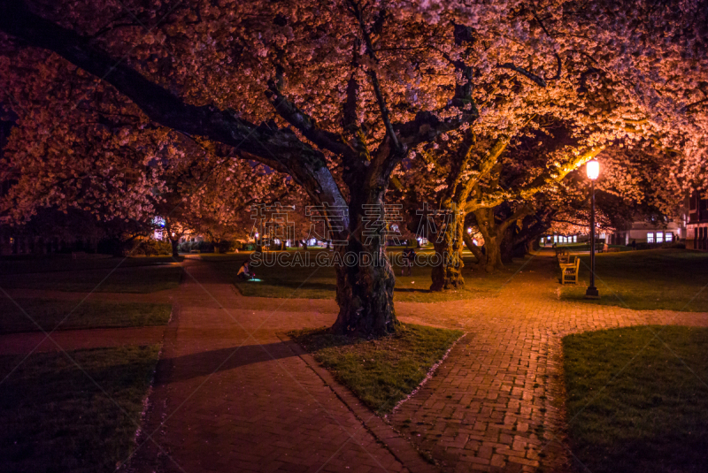 夜晚,华盛顿特区,华盛顿洲大学,校园,水平画幅,樱花,建筑,无人,路灯,学校