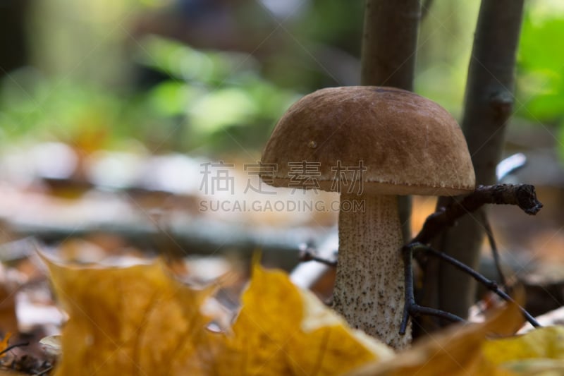 森林,美味牛肝菌,菌丝,植物叶柄,porcini mushroom,褐色,水平画幅,素食,苔藓,生食