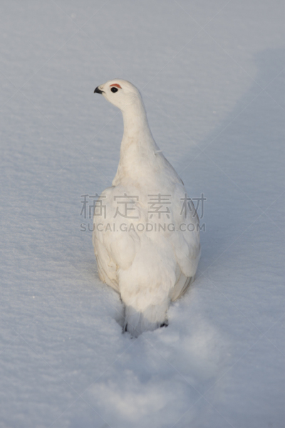 柳松鸡,西伯利亚,野生动物,母鸡,霜,雪,鸟类,岩雷鸟,白尾雷鸟,雷鸟