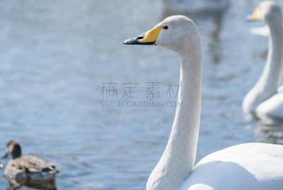 大天鹅,冬天,河流,旭川,黑鸭,钢笔尖,沟,三角洲,天鹅,欧亚大陆