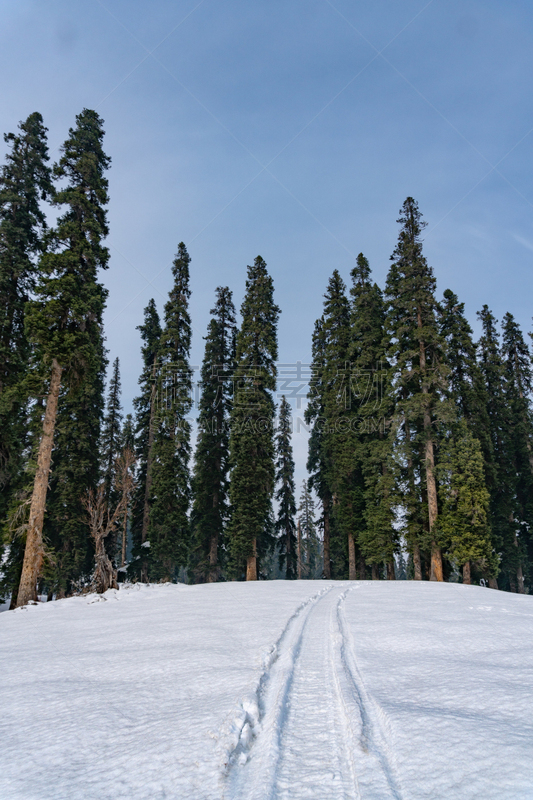 贡马,环境,霜,雪,天气,云杉,松树,克什米尔山谷,户外,天空