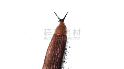 茶红斑蛾,鼻涕虫,水平画幅,沙子,2015年,下颚须,杂食动物,泥泞的,触须,摄影