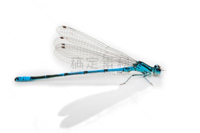 蜻蜓,分离着色,白色,美洲红点蜻蜓,加州缝补,brown hawker dragonfly,绿衣蜻蜓,王蜻蜓,southern hawker dragonfly,撇水蜻蜓