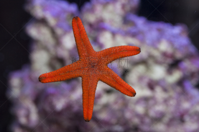 贴标签,水族馆,海星,玻璃,红色,红海星,动物的臂,在底端,鱼缸,水