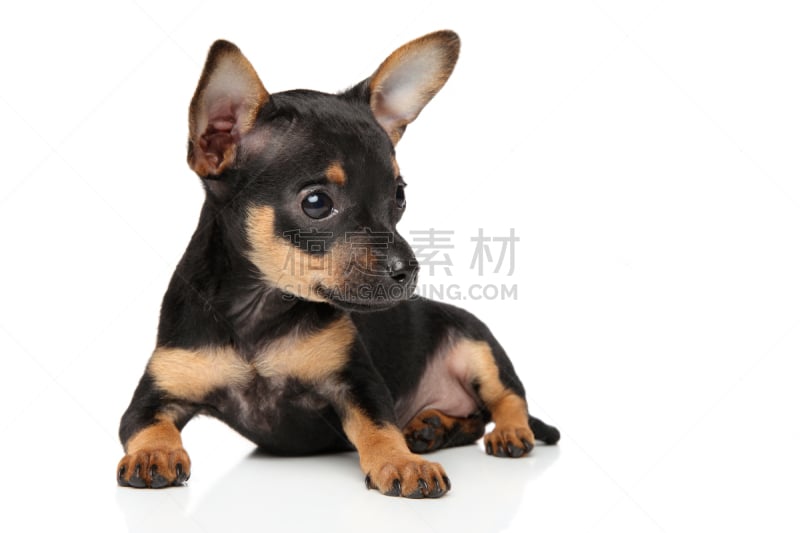 toy terrier,小狗,白色背景,纯种犬,水平画幅,小的,梗犬,肖像,幼小动物,工作室