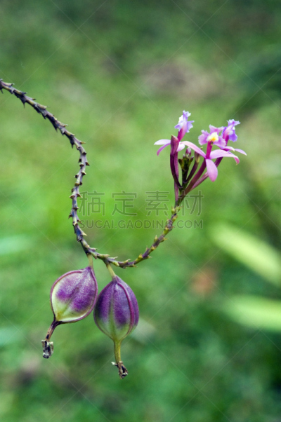 兰花,美洲石斛,自然,垂直画幅,无人,特写,脆弱,红色,植物,粉色