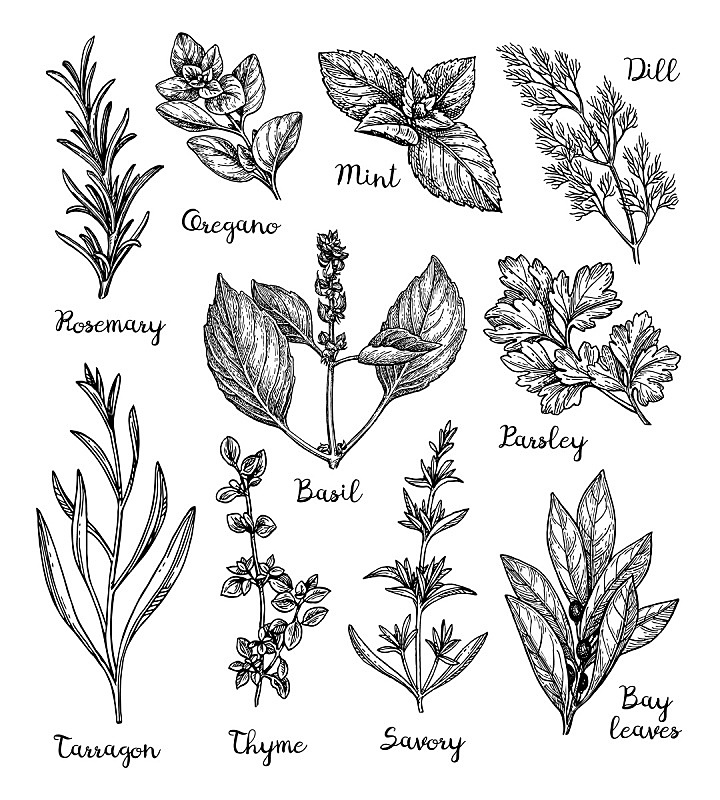 月桂树 月桂树图片 月桂树素材下载 稿定素材