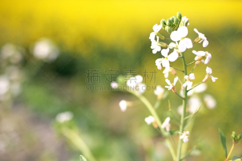 春天,油菜花,植物,水平画幅,无人,运动场,黄色,叶子,特写,田园风光