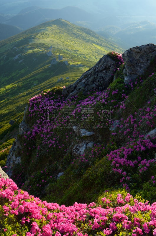 山,杜鹃花属,垂直画幅,美,无人,夏天,户外,光,植物,阿尔卑斯山脉