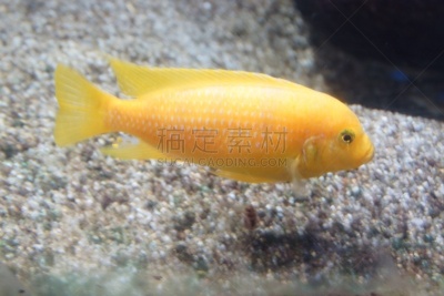 水,美,水平画幅,沙子,无人,水下,pectoral fin,背鳍,渔船,动物鳍