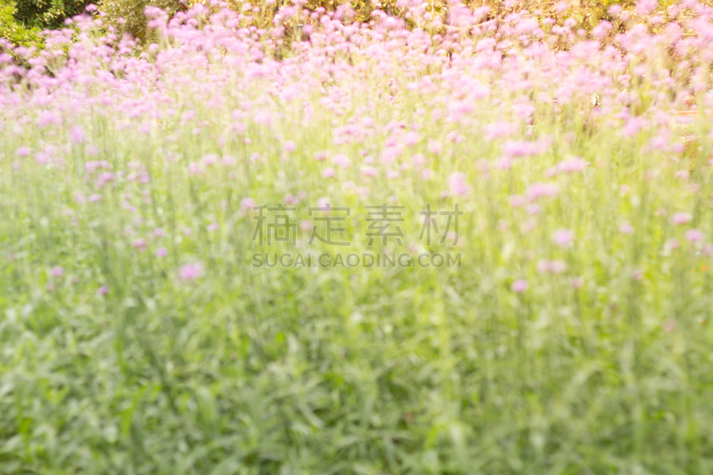 背景,自然,多色的,马鞭草,插画,式样,运动模糊,草地,花,摄影