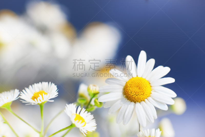 甘菊,美,水平画幅,无人,草坪,夏天,户外,草,特写