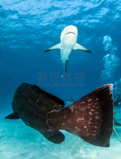 礁鲨,巴哈马国,鲶科鱼,深的,动物主题,运动,海洋生命,热带气候,野生动物,灰角鲨