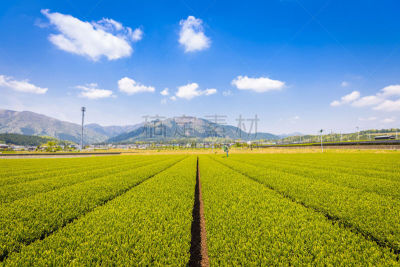 茶树,四日市,日本,地形,饮料,农业,城镇景观,食品,春天,农场