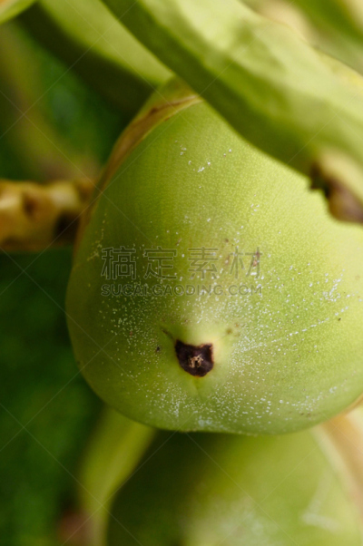 椰子,特写,青年人,垂直画幅,褐色,沙子,素食,无人,生食,饮料