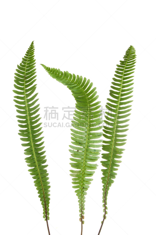 Fern fronds