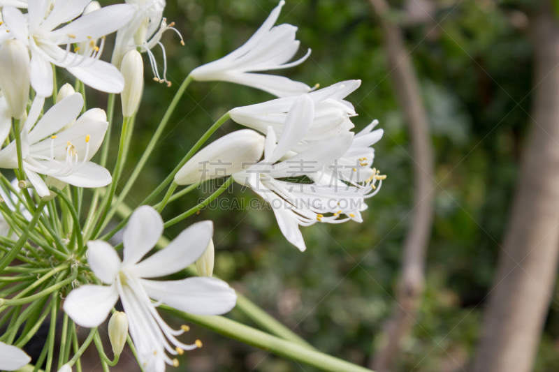 哥廷根,非洲百合,白色,花朵,德国,园林,水平画幅,睡莲,无人,夏天