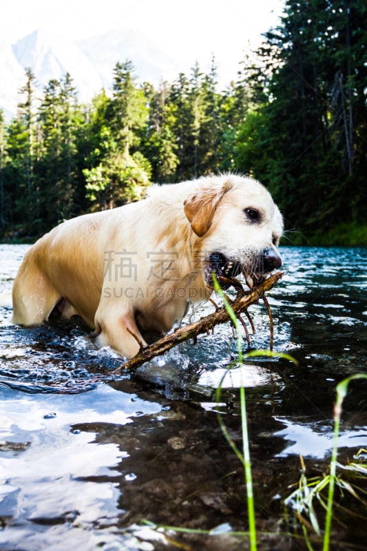 金毛寻回犬,湖,山,进行中,艾博湖,假人撞击测试,楚格峰,垂直画幅,水,幸福