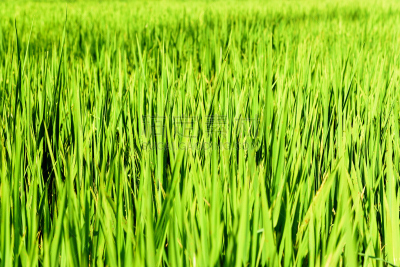 田地,稻,绿色,塔纳托拉雅,天空,水平画幅,无人,夏天,户外,水稻梯田