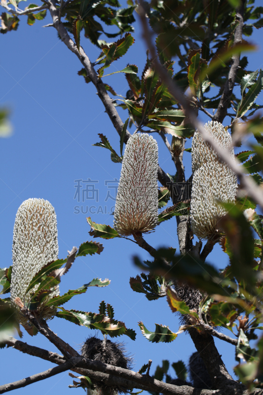 拨克西木属,垂直画幅,无人,异国情调,植物,灌木,叶子,花头,花朵,鲜花盛开