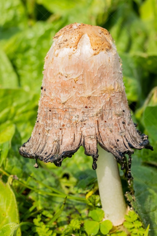 野生植物,草地,毛发蓬乱,食用菌,鬃毛,乡村风格,田园风光,季节,白色,绿色