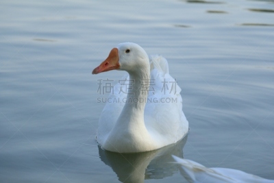 湖,白色,天鹅,宁静,鸭子,水,美,颈,水平画幅,优美