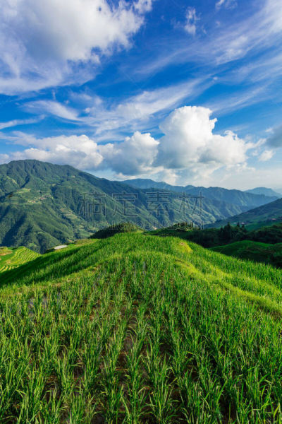 巷,龙,平衡折角灯,桂林,垂直画幅,天空,绿色,无人,蓝色,全景