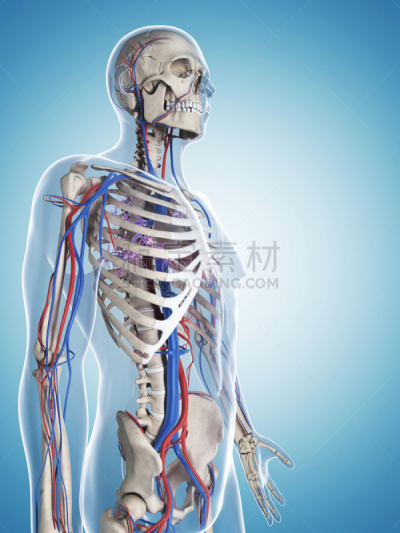 骨骼,血管,垂直画幅,人类骨架,无人,绘画插图,科学,计算机制图,计算机图形学,生物学
