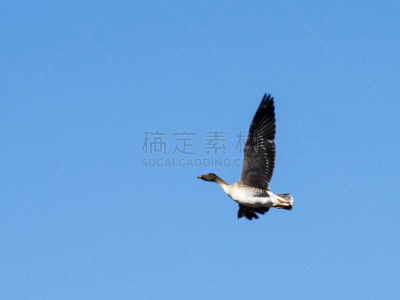 丘陵鹅,粉色,粉足雁,自然,水平画幅,2015年,鸟类,动物身体部位,观鸟,摄影