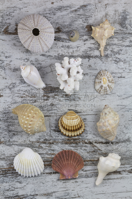 贝壳,海蛤,海扇壳,垂直画幅,沙子,软体动物,反差,部分,白色,海滩