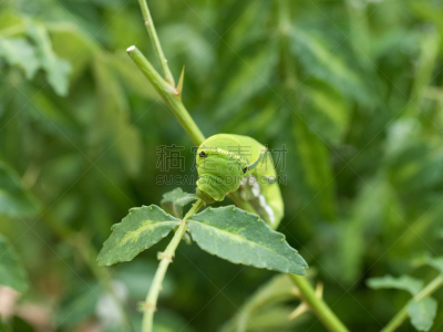 凤尾蝶,幼虫,cabbage worm,毛虫,水平画幅,绿色,蝴蝶,无人,东京,昆虫