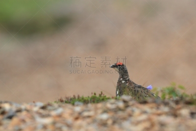 冰岛国,雷鸟,水平画幅,鸟类,户外,鸡形目,山,动物家庭,风景,翎毛