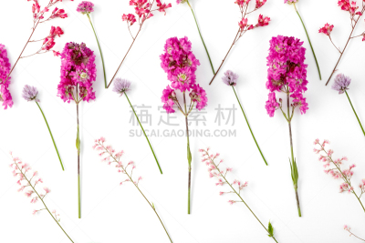 蕨类,花蕾,式样,园林,白色背景,植物群,顶部,叶子,花,构图