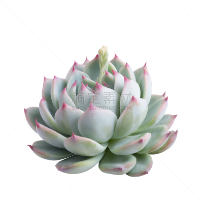 肉质植物,分离着色,石莲花,景天科,景天科拟石莲花属植物,室内植物,母鸡,小鸟,形状,无人