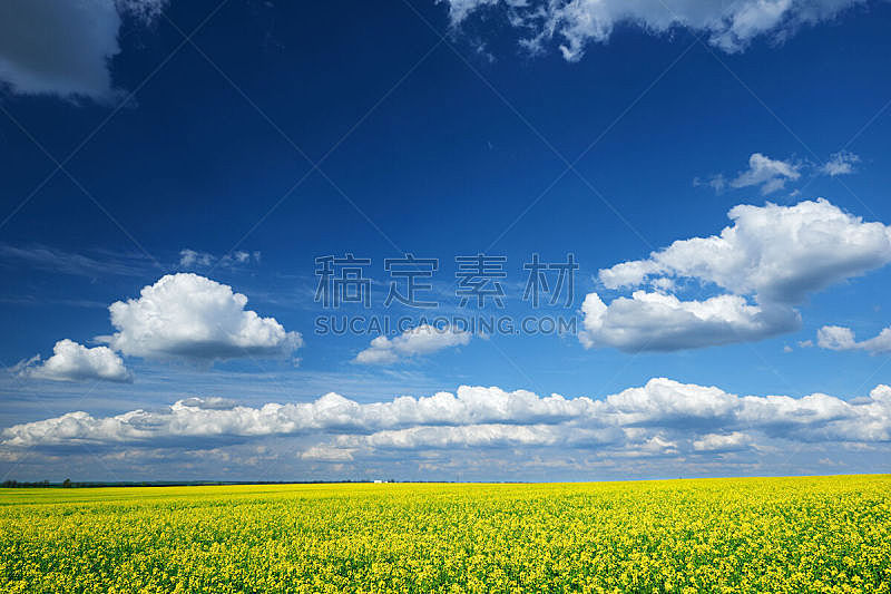 油菜花,田地,地形,自然美,春天,黄色,天空,风,水平画幅,无人