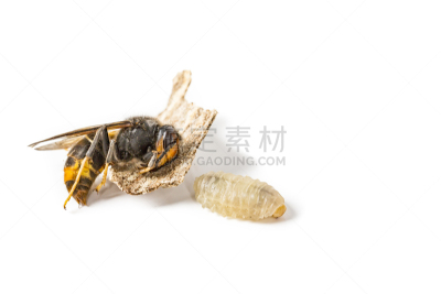 死的,亚洲,黄蜂,幼虫,大特写,白色背景,自然界的状态,菜园,法国,热带气候