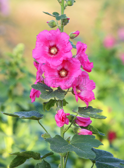 蜀葵,粉色,自然,垂直画幅,无人,色彩鲜艳,夏天,户外,自然美,植物