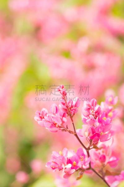 背景,菜园,珊瑚,有蔓植物,运动模糊,蓝花藤,自然,垂直画幅,图像聚焦技术,选择对焦